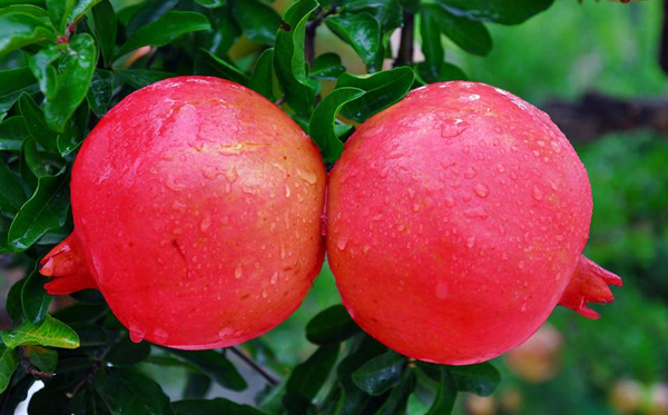 石榴的功效与作用!石榴性温!