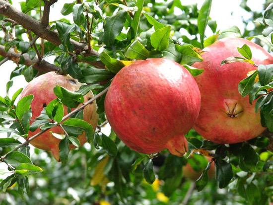 石榴有哪些功效！石榴中含有多种有利元素