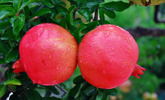 石榴！具有抗衰老和保护神经系统