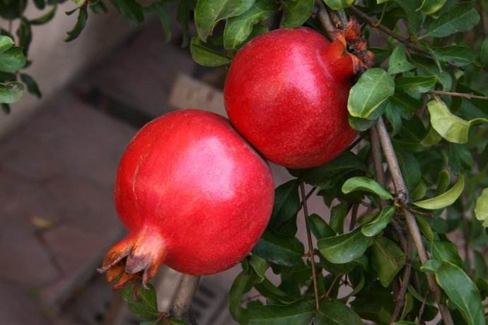 石榴的功效与作用及食用方法！石榴的营养价值