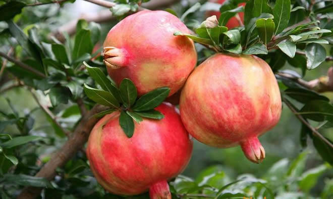 石榴不能和什么一起吃 当心7种克星