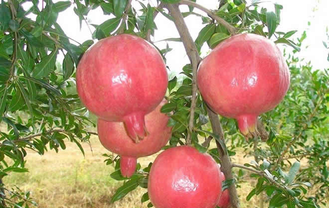 石榴籽的功效与作用及食用方法!石榴籽能滋养肌肤