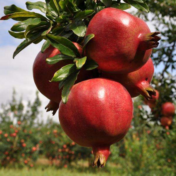 石榴籽的功效与作用,石榴籽的作用和功效有哪些?