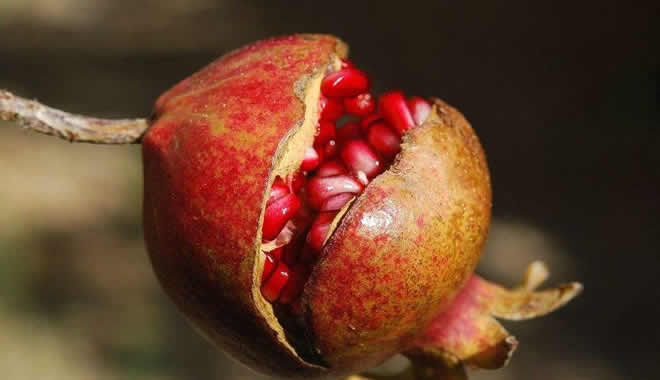 石榴籽的功效与作用,石榴籽的作用和功效有哪些?