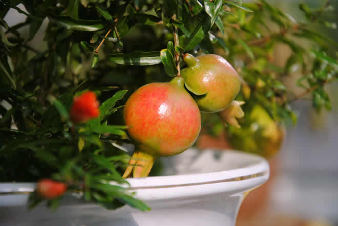 石榴籽能吃吗！吃石榴籽的注意事项