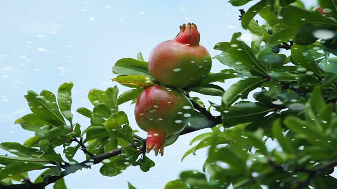 吃石榴籽对身体有什么好处 榴籽的功效与作用有哪些