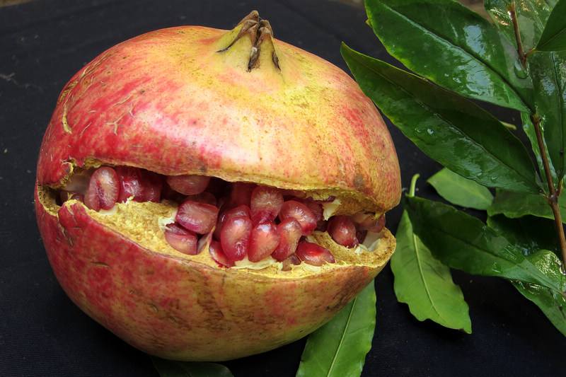 吃石榴籽对身体有什么好处 榴籽的功效与作用有哪些