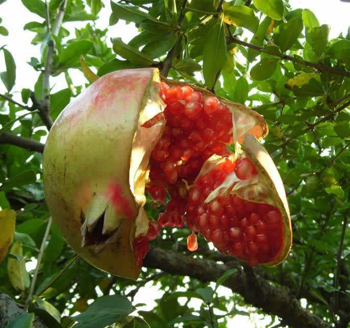 石榴的功效与作用及副作用!具体怎么样挑选好石榴