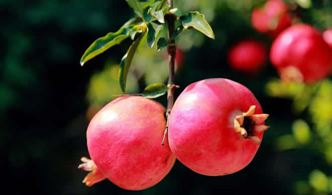 石榴的功效与作用及副作用!具体怎么样挑选好石榴