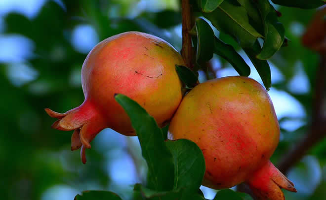 红石榴的功效与作用 高效的养颜美容水果