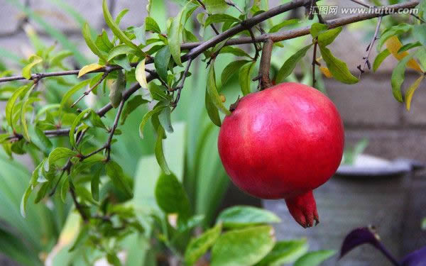 红石榴的功效与作用 高效的养颜美容水果