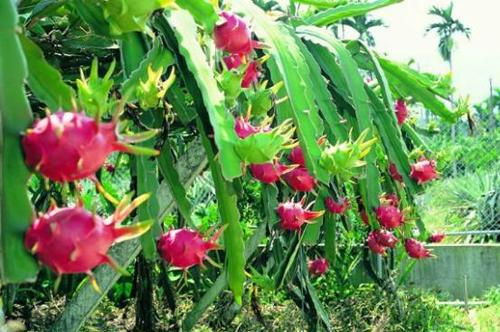 火龙果的功效与作用 火龙果的十个禁忌你造吗