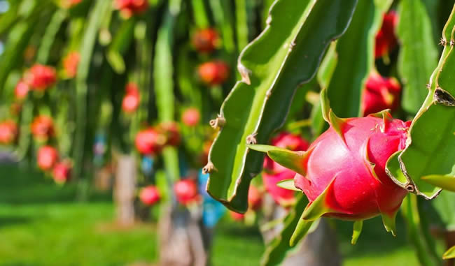 吃火龙果有什么好处 火龙果这样吃功效大！一起随着小编看看吧!