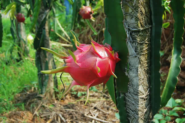 吃火龙果有什么好处？拉肚子者最好别吃哦