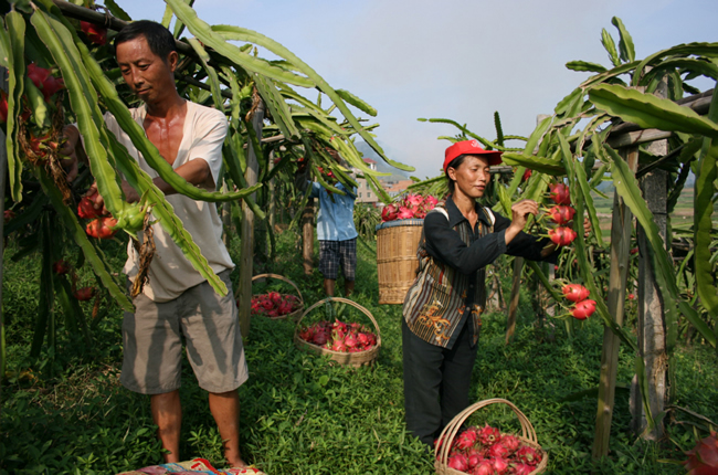火龙果的功效与作用及食用方法