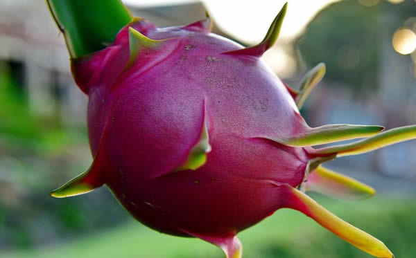 火龙果的功效与作用 火龙果的10个禁忌你造吗