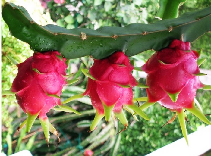 火龙果的功效与作用！