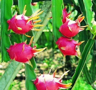 火龙果的营养价值火龙果的作用和功效火龙果营养