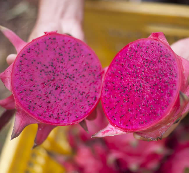 常吃火龙果有什么好处和坏处？