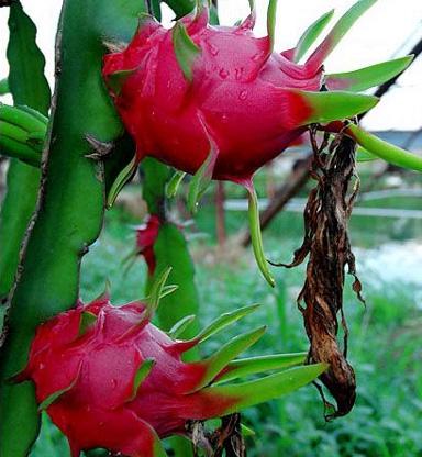 常吃火龙果有什么好处和坏处？