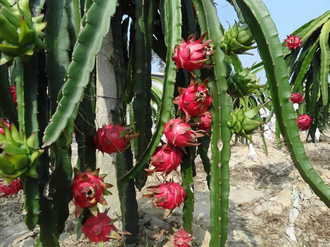 常吃火龙果有什么好处和坏处？