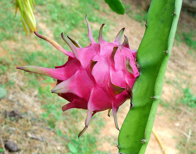 男人吃火龙果有什么好处 火龙果保健功效