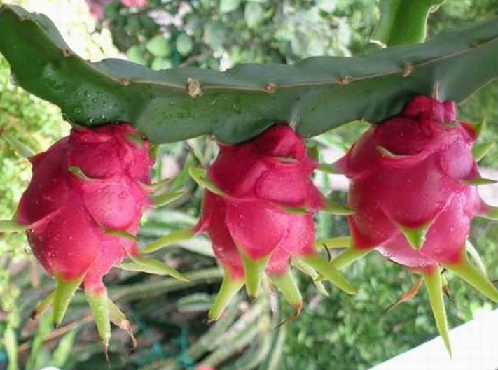 宝宝能吃火龙果吗 宝宝吃了火龙果会怎样