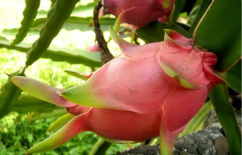 宝宝能吃火龙果吗 宝宝吃了火龙果会怎样