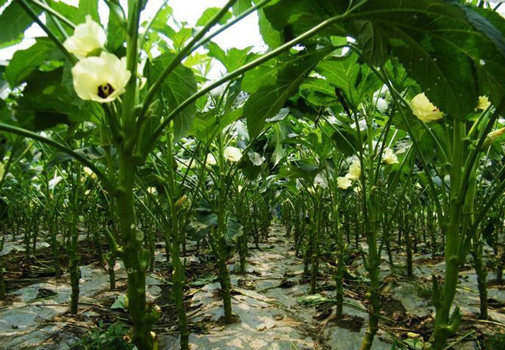 女人吃秋葵的好处 秋葵的营养价值