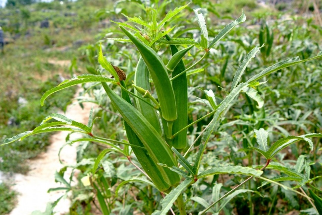 秋葵的功效与作用!真是好处多多