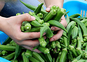 秋葵的籽要不要去掉？秋葵的籽可以吃吗？