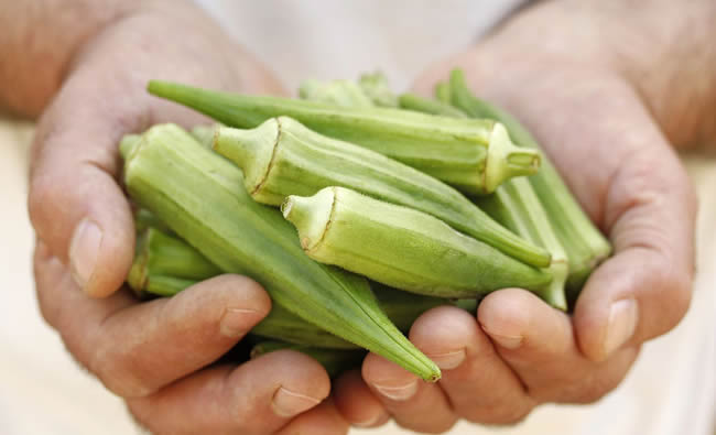 黄秋葵的功效与作用_黄秋葵的药用价值