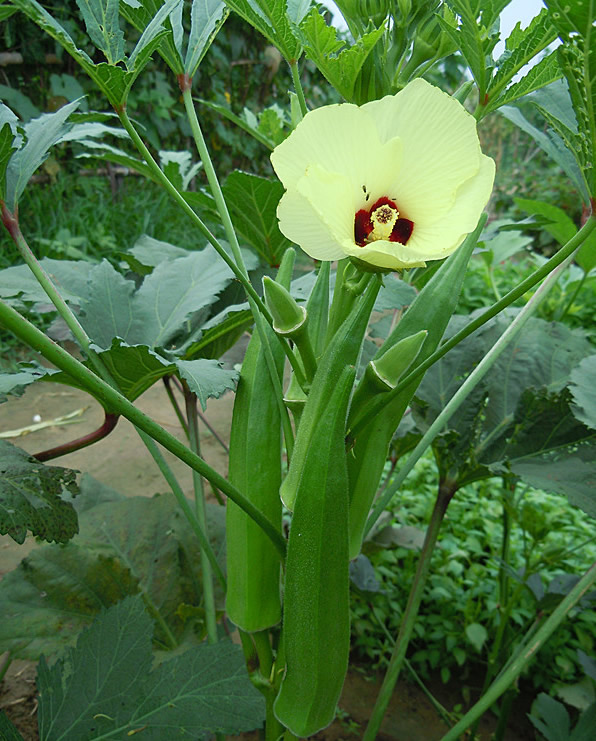 秋葵壮阳功效的经验之谈