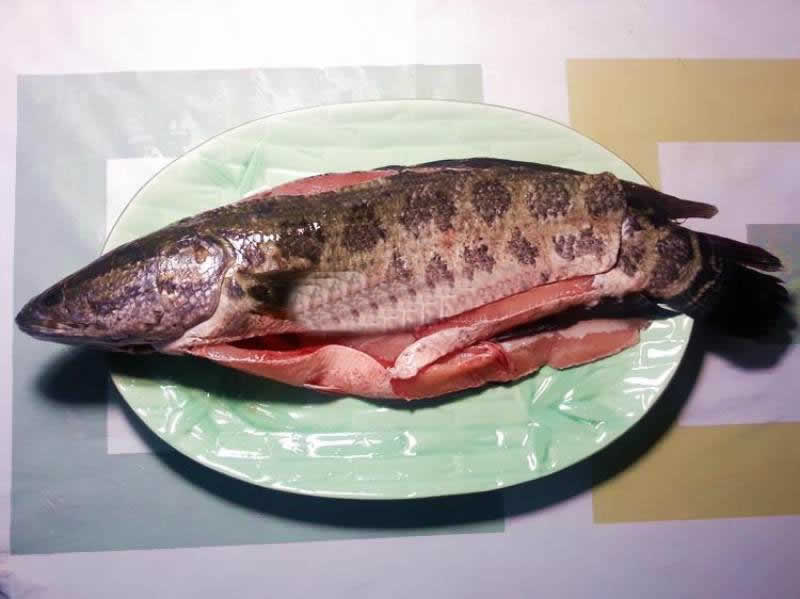 四川酸菜鱼的做法