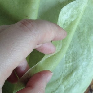 抹茶千层可丽饼/千层蛋糕