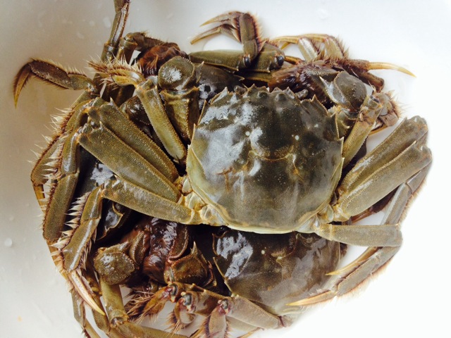 香辣酱炒大闸蟹