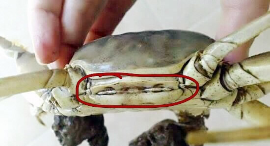 清蒸螃蟹（附挑螃蟹小窍门）