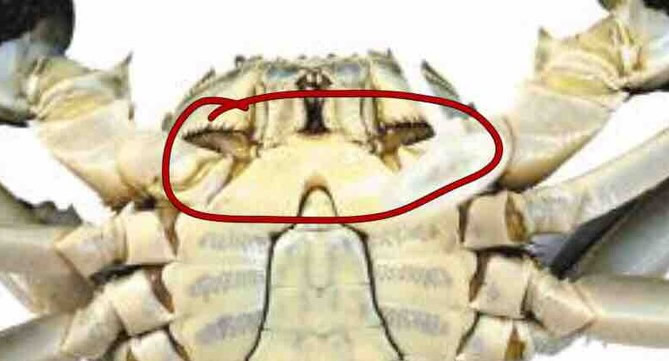 清蒸螃蟹（附挑螃蟹小窍门）