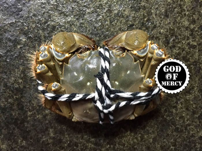 金秋美味清蒸螃蟹