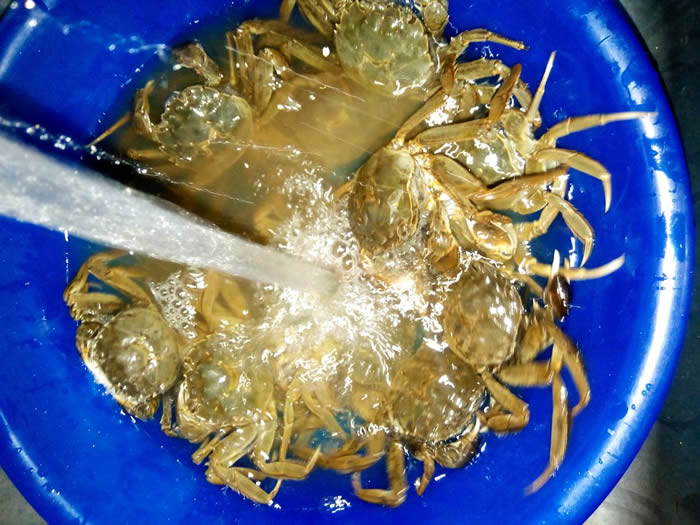 清蒸螃蟹（家常）