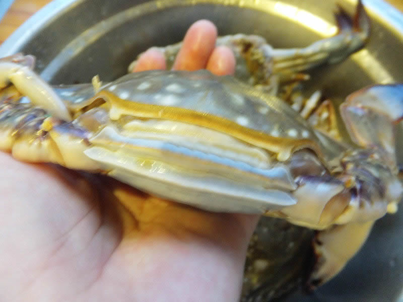 清蒸大螃蟹----教你怎样挑选梭子蟹