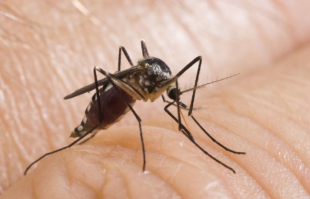 60只蚊子写作文 史上最奇葩作文 震惊网友