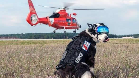 机场驱鸟犬走红 狗狗被网友玩坏了 最喜欢护目镜