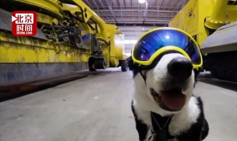 机场驱鸟犬走红 狗狗被网友玩坏了 最喜欢护目镜