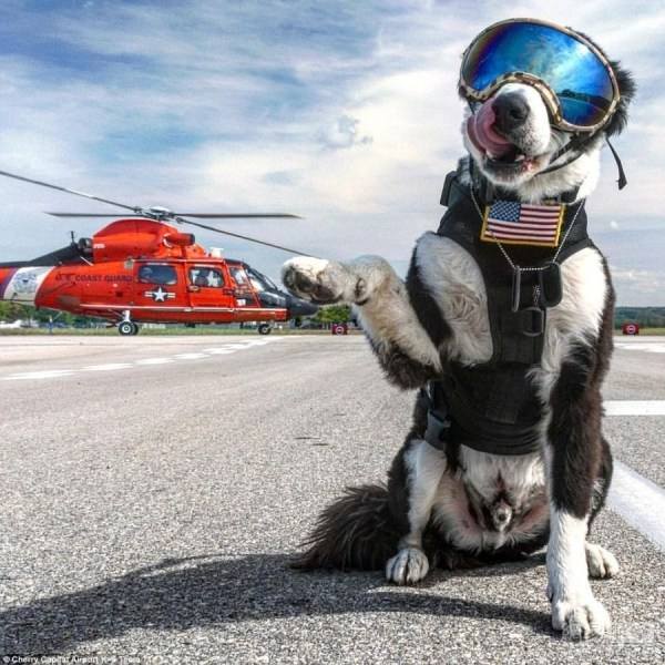 机场驱鸟犬走红 狗狗被网友玩坏了 最喜欢护目镜