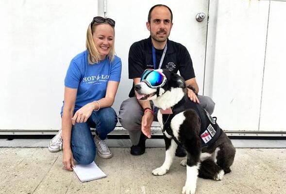 机场驱鸟犬走红 狗狗被网友玩坏了 最喜欢护目镜